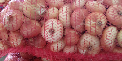 We sell onions wholesale, gassed. Large quantities available. Possibility