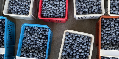 Große und süße Blaubeeren, ohne Dünger und Spritzen