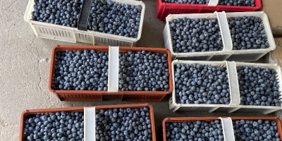 Große und süße Blaubeeren, ohne Dünger und Spritzen