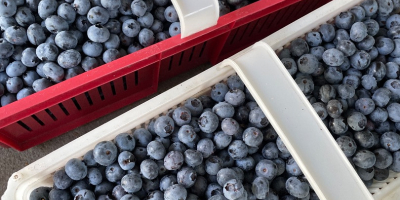 Große und süße Blaubeeren, ohne Dünger und Spritzen