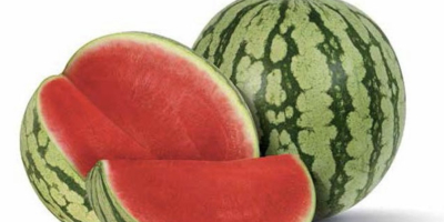 Wassermelonen im Großhandel werden direkt vom Feld verkauft. 100