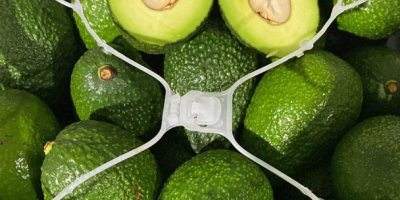 Avocado fresco Hass origine Perù o Colombia Tutti i