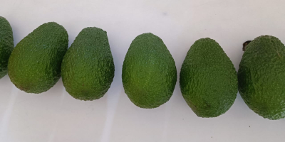 Avocado fresco Hass origine Perù o Colombia Tutti i