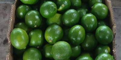 Fresh Limes Tahiti Columbia Toate calibrele disponibile Ambalare: cutie