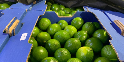 Fresh Limes Tahiti Colombia All calibers available Packaging: 4,5kg