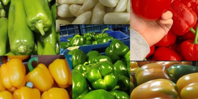 Пресни лайми Таити, Колумбия. Всички калибри са налични. Опаковка: