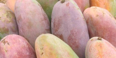 Fair21 Export-Ankündigung: Wir haben jetzt frische, hochwertige ägyptische Mangos