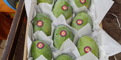 Fair21 Export-Ankündigung: Wir haben jetzt frische, hochwertige ägyptische Mangos