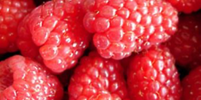 I am selling frozen raspberries in a bag of