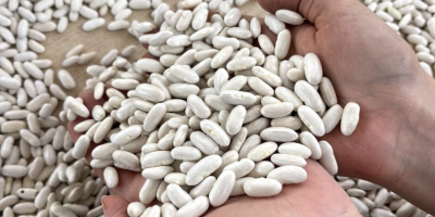 White Kidney Beans Best Quality 180 A Each 100