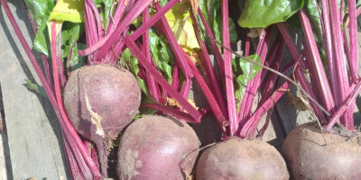 Monty red beetroot for sale. Caliber from 5-12. Healthy