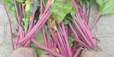 Monty red beetroot for sale. Caliber from 5-12. Healthy