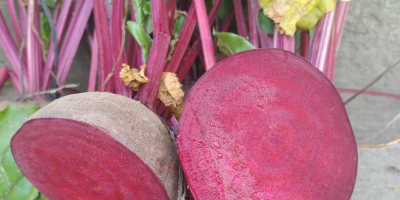 Monty red beetroot for sale. Caliber from 5-12. Healthy