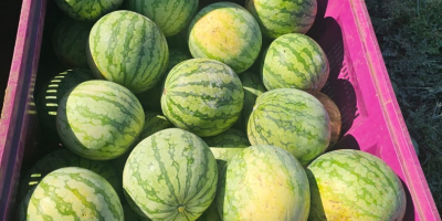 We sell Watermelons from the Field. [telephone] we have