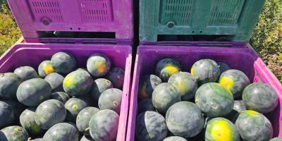 Wir verkaufen Wassermelonen vom Feld. [Telefon] Wir haben mehr