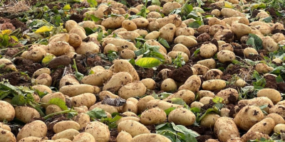 Ciao! Ci dedichiamo all&#39;importazione ed esportazione di frutta, verdura