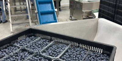 We sell blueberries, American varieties, Global GAP certificated. Our