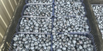 We sell blueberries, American varieties, Global GAP certificated. Our