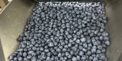 We sell blueberries, American varieties, Global GAP certificated. Our