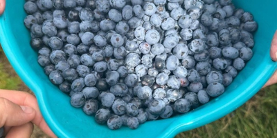 We sell blueberries, American varieties, Global GAP certificated. Our