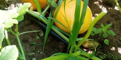 Hello, I have pumpkins to offer in 2024, Hokkaido