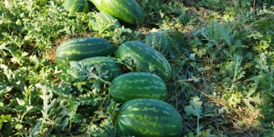 The best watermelon in region. Sweet and fresh. Call