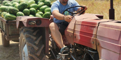 The best watermelon in region. Sweet and fresh. Call