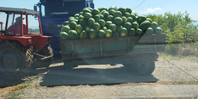 The best watermelon in region. Sweet and fresh. Call