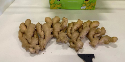 Our offer includes ginger from China. 12 kg per