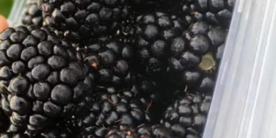 Ab heute haben wir süße und schmackhafte Brombeeren auf