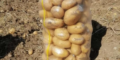 Spunta variety potatoes from Morocco, all sizes available