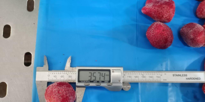 Fragole congelate IQF Data di produzione: aprile-maggio 2024 Grado: