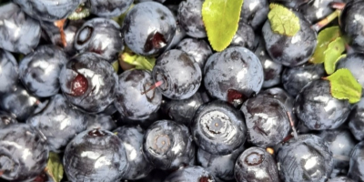 I will sell uncleaned berries for PLN 19 per