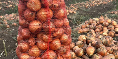 La nostra azienda vende cipolle gialle direttamente dal produttore