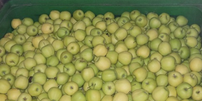 We will buy organic and conventional apples for peeling,