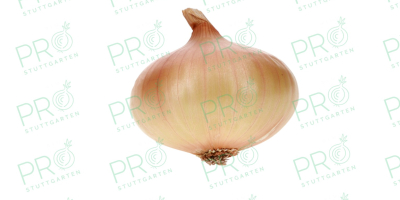 A farm from Ukraine offers high-quality Stuttgarten Riesen onions