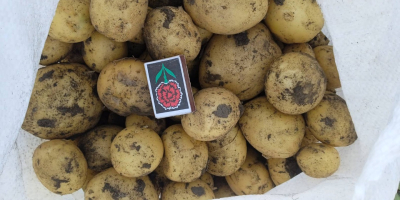 Hello. We offer extra quality potatoes from Ukraine. Different