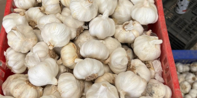 We are a Spanish company and we offer garlic