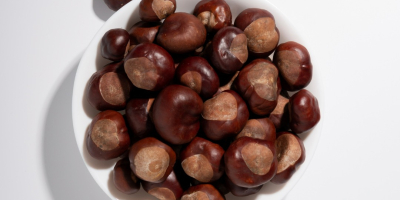 wholesale horse chestnut