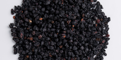 wholesale organic elderberry, sambucus nigra fructus