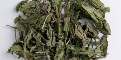 organic dandelion leaf, Taraxacum officinale folia