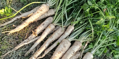 I am selling nice long parsley without rust