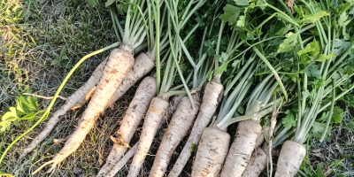 I am selling nice long parsley without rust