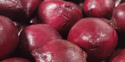 Hello, I am selling beetroots, Monty variety, certificate of