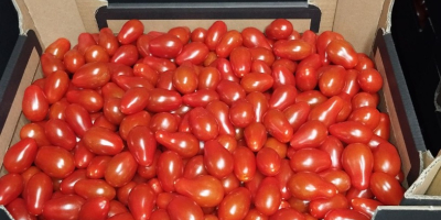 Продајем чери парадајз, урме и мешавину од 4 боје