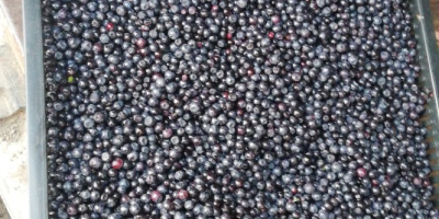 I will sell wholesale quantities of fresh forest berries,