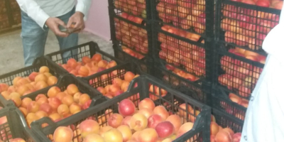 Buongiorno, la nostra offerta comprende frutta e verdura dalla