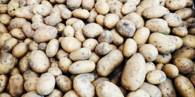 Selling organic certified potatoes of the Agata variety (early