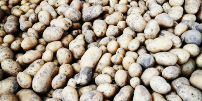 Selling organic certified potatoes of the Agata variety (early