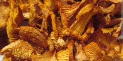 Oferim ciuperci de pădure (hribi, gălbiori). Uscate sau congelate.